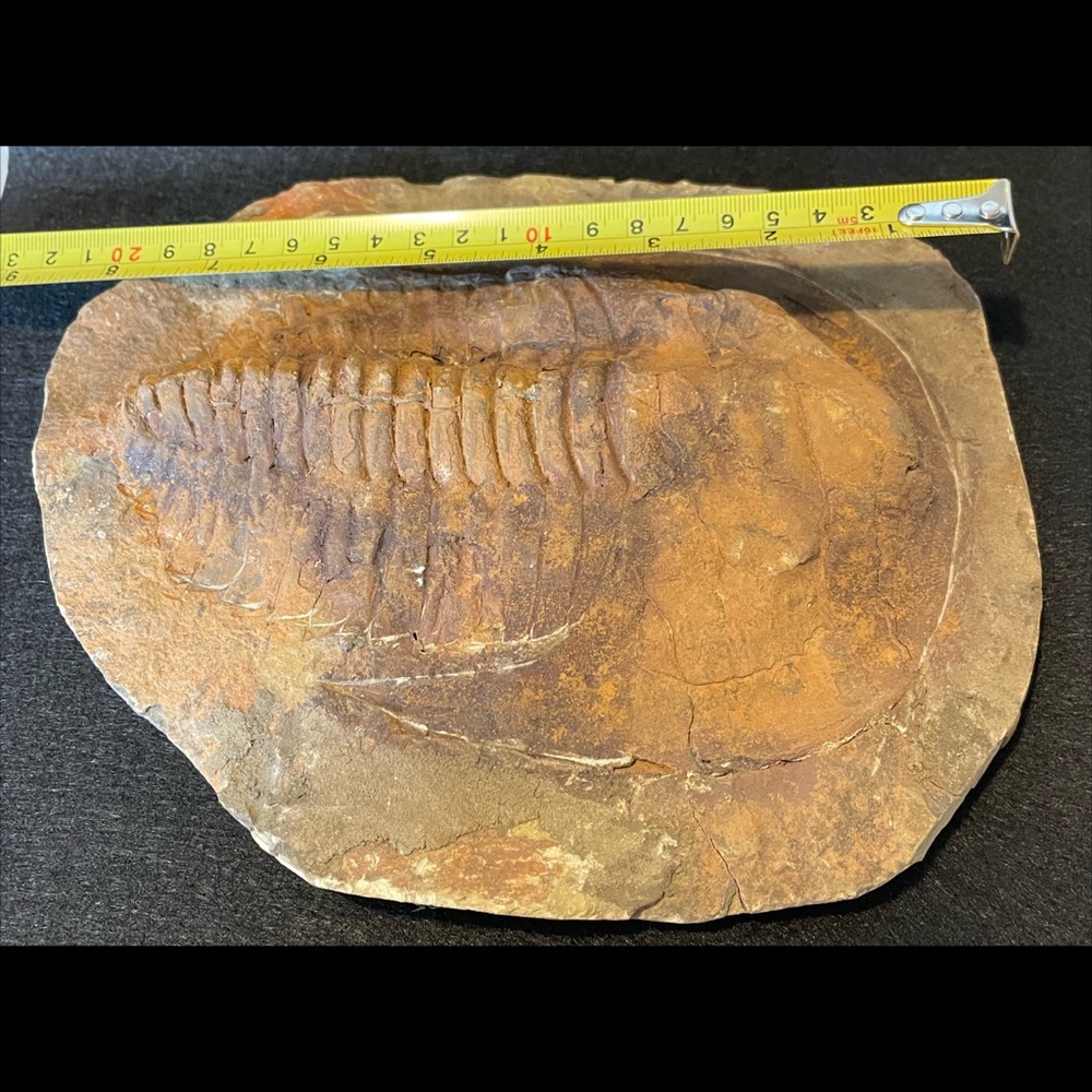 🪨 Trilobite Fossil 8 1/2” 2.1 lb
